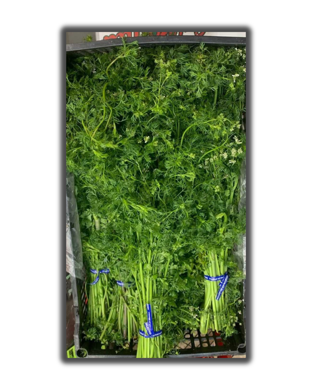 CILANTRO MACHO
