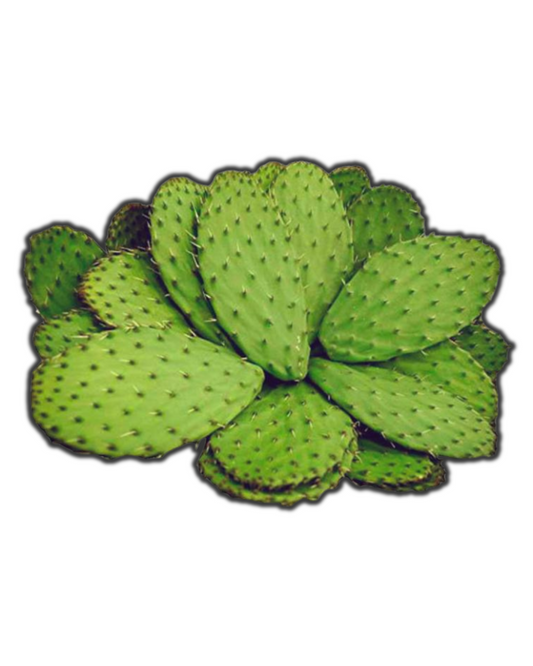 NOPAL