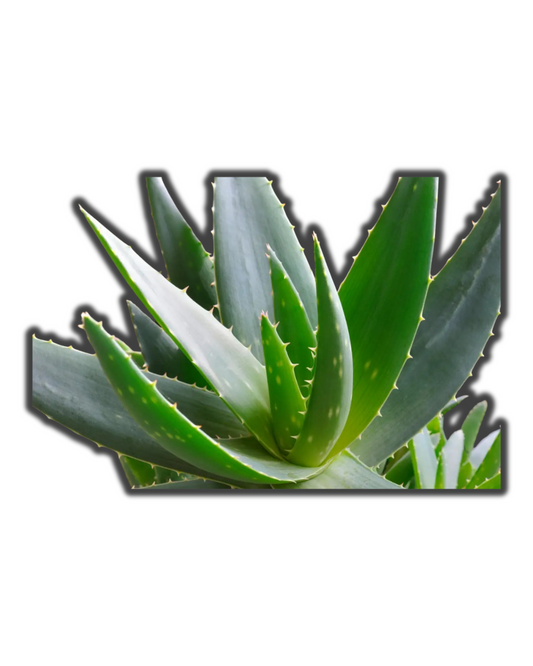 ALÓE