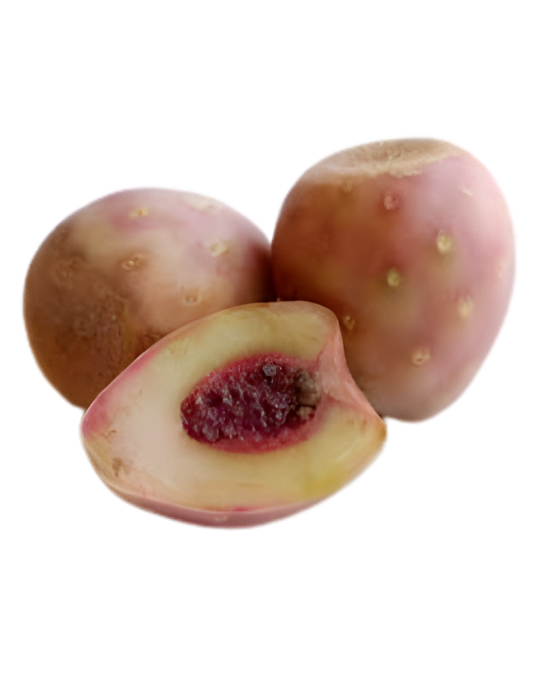 XOCONOSTLE