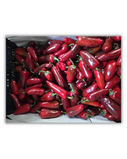 CHILE JALAPEÑO ROJO