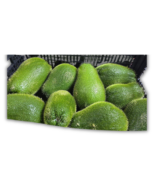 CHAYOTE ESPINOSO
