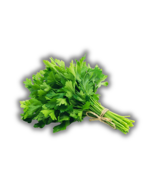 CILANTRO BUNCH