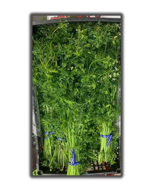 CILANTRO MACHO
