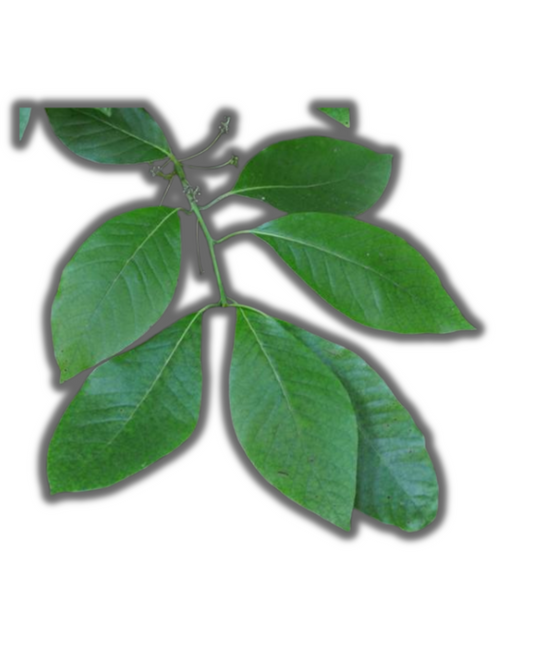 HOJA DE SORGO