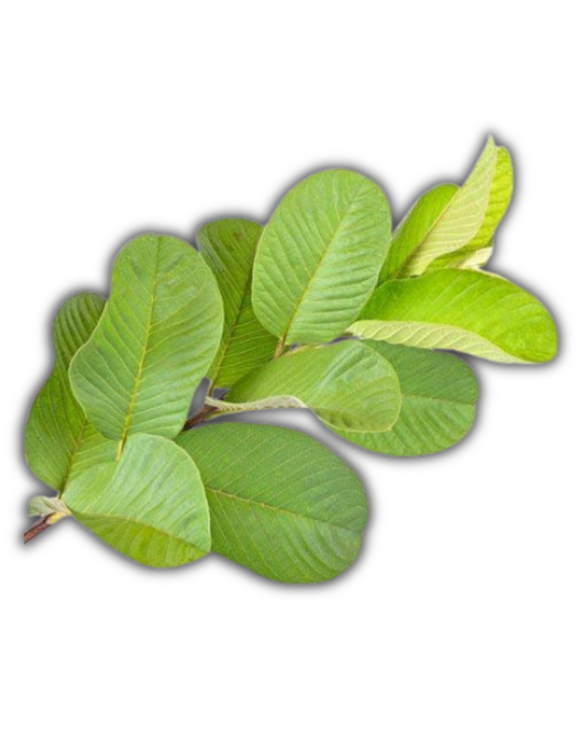 HOJA DE GUAYABA