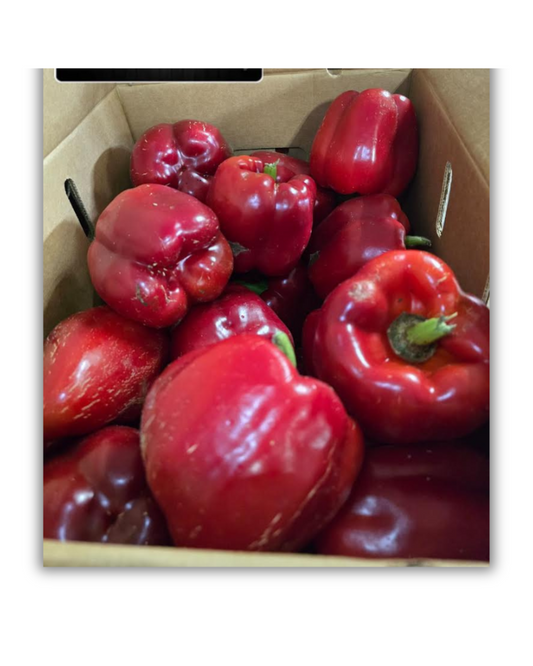 PIMIENTO MORRÓN ROJO