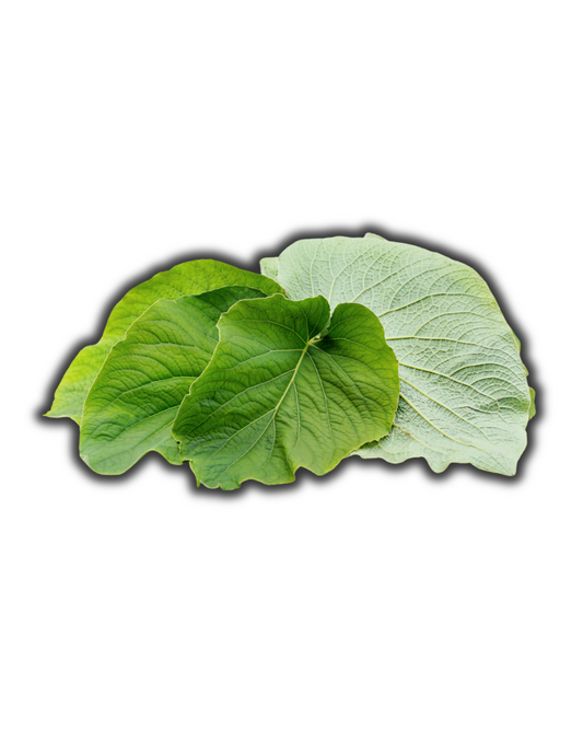 HOJA SANTA