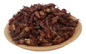 CHAPULINES