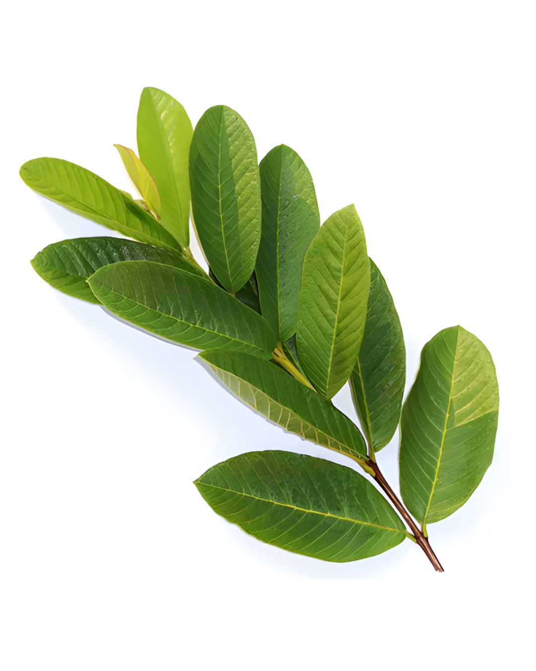 HOJA DE GUAYABO