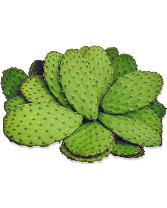 NOPAL