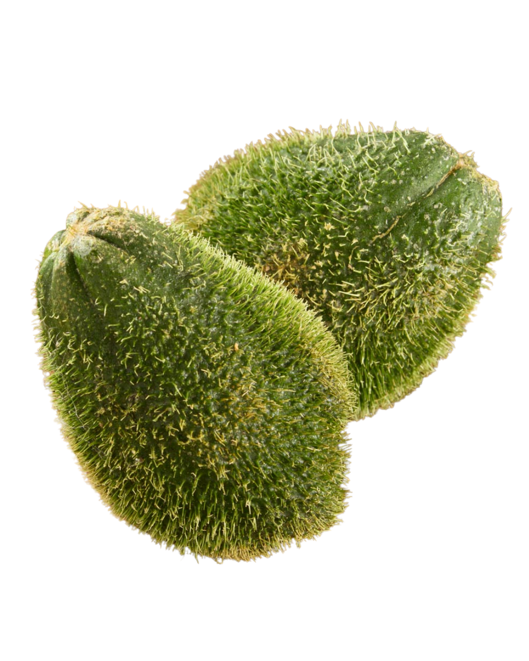 CHAYOTE CON ESPINA