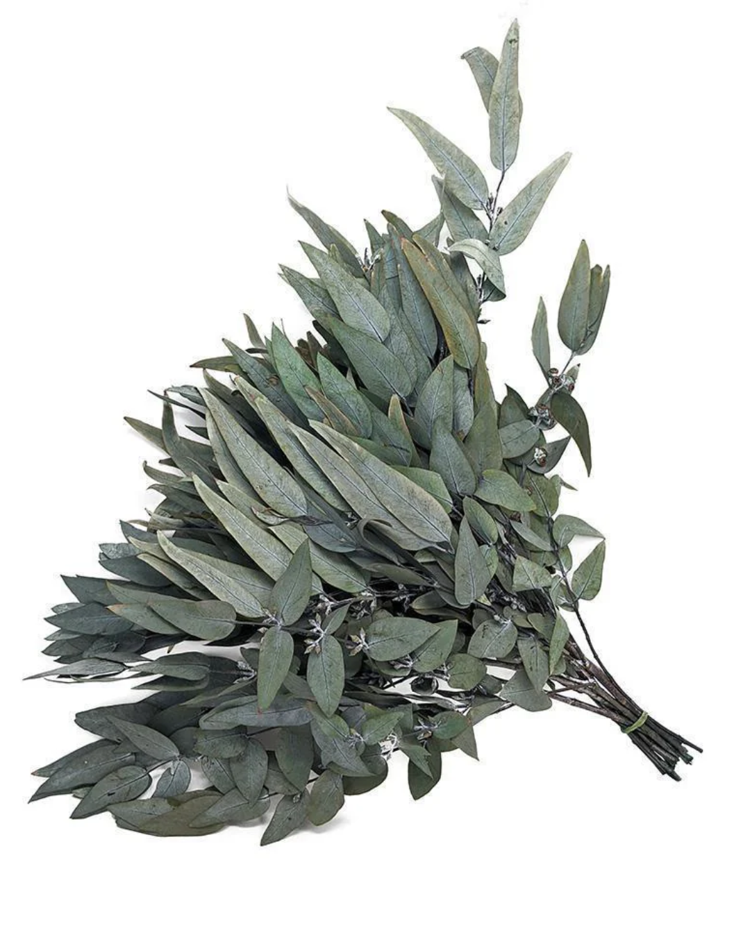 EUCALIPTO