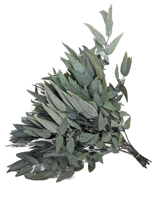 EUCALIPTO
