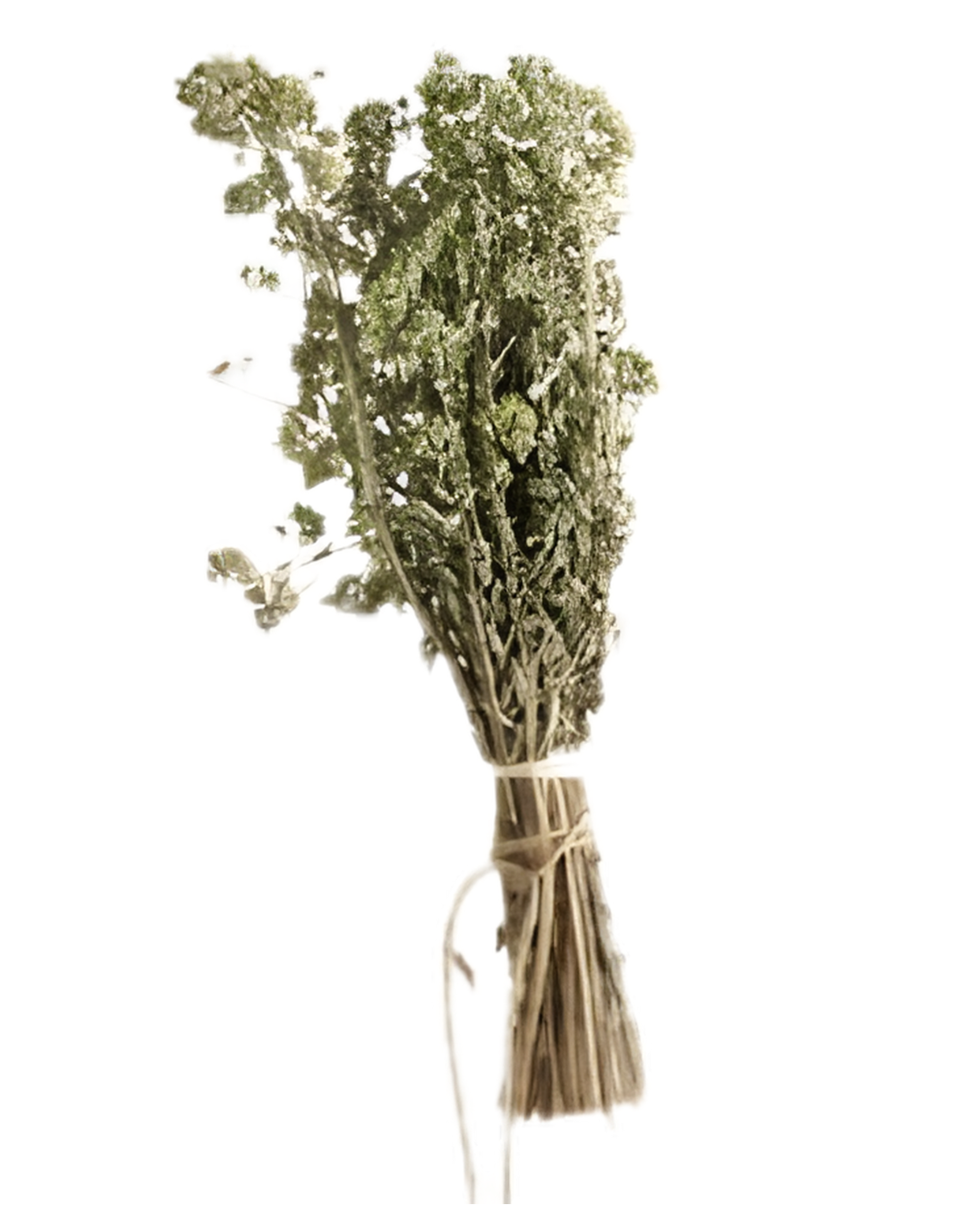 OREGANO EN RAMA