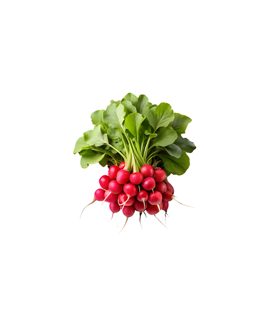 RABANO BUNCH RADISH BUNCH